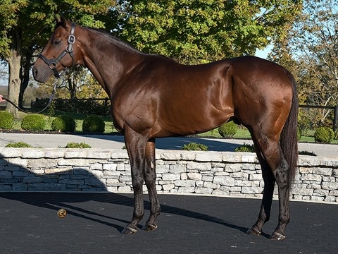 Stallion -  Most Wanted