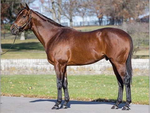 Core Beliefs with breed back