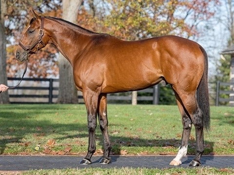 Newgate with breed back