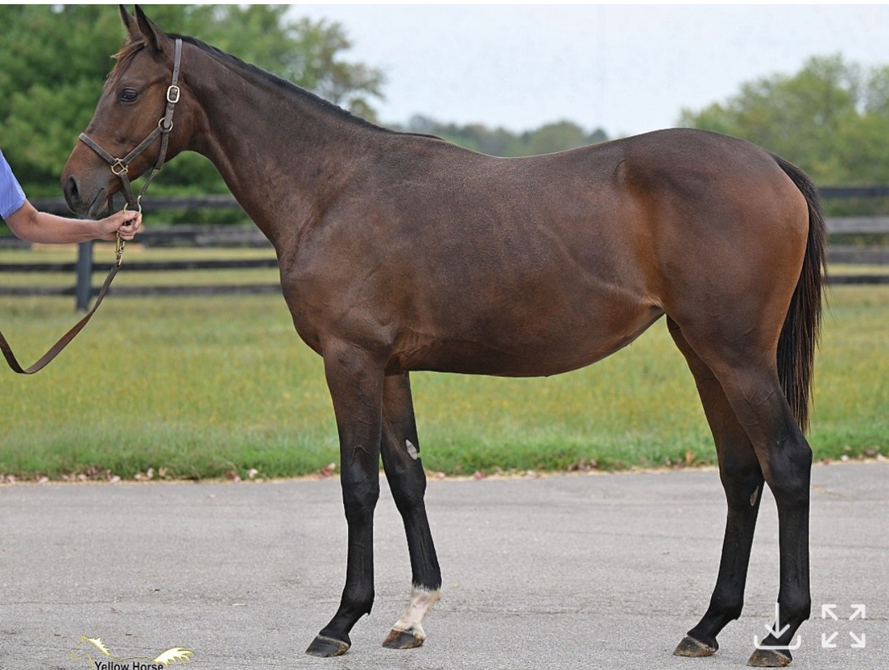 Yearling -  23 Princess Priscilla