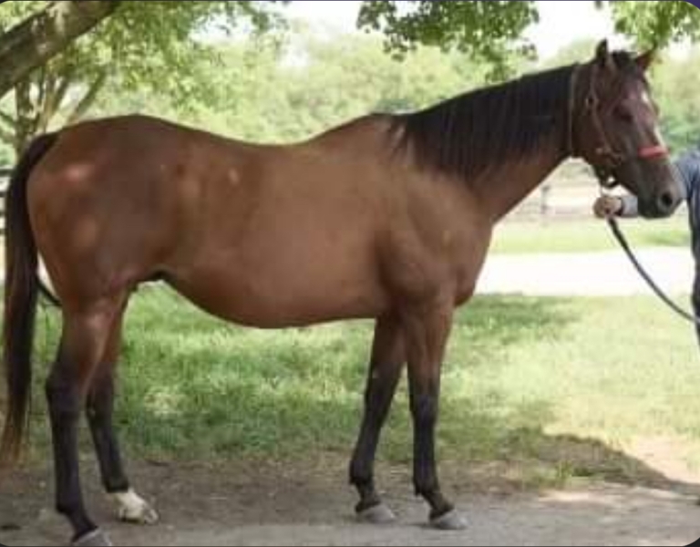 Broodmare -  In foal to FORTE/Snow Fashion