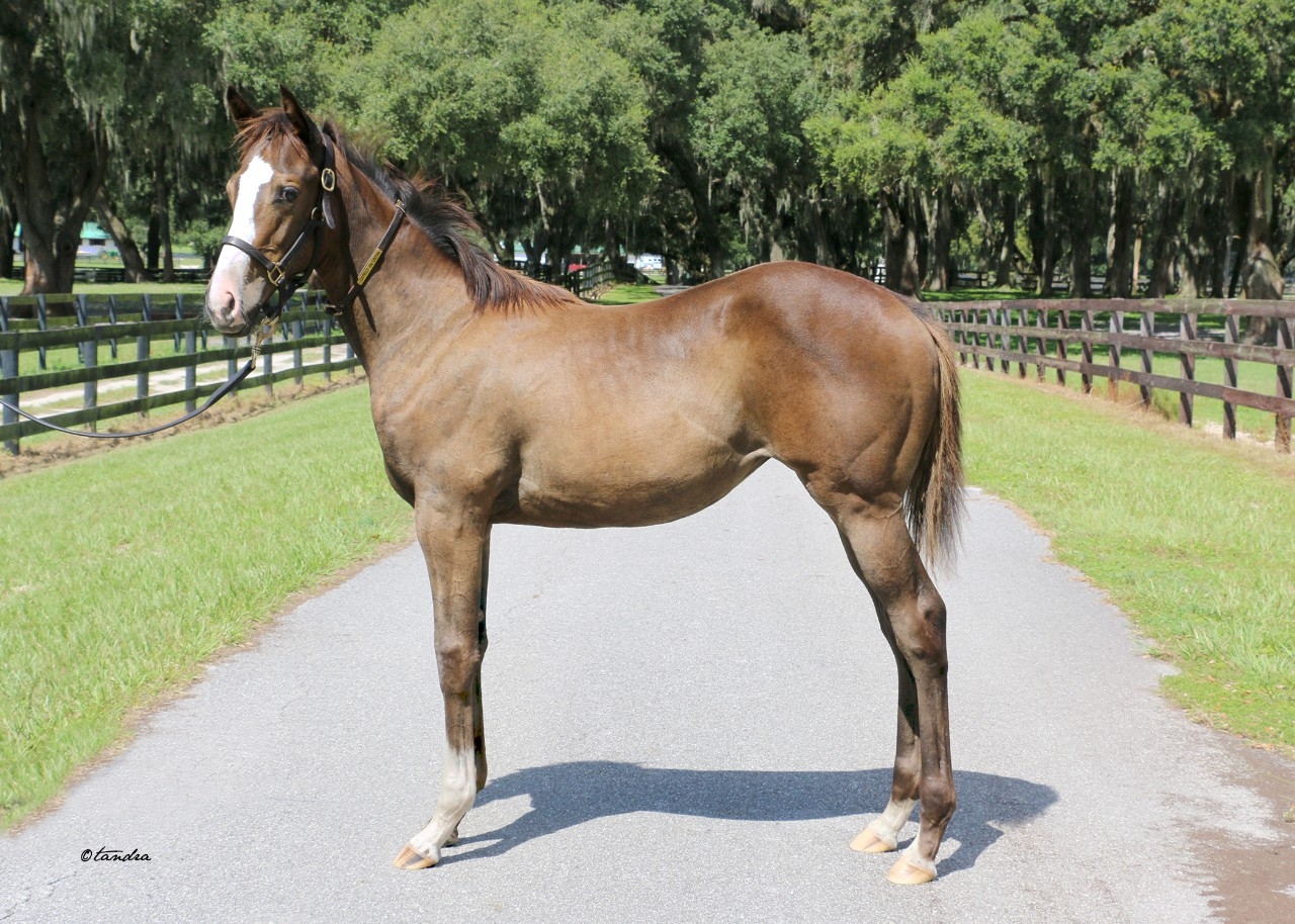 Weanling -  24 Golden Pal Filly