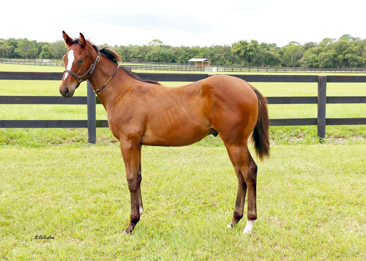 Weanling -  24 Magic On Tap Colt