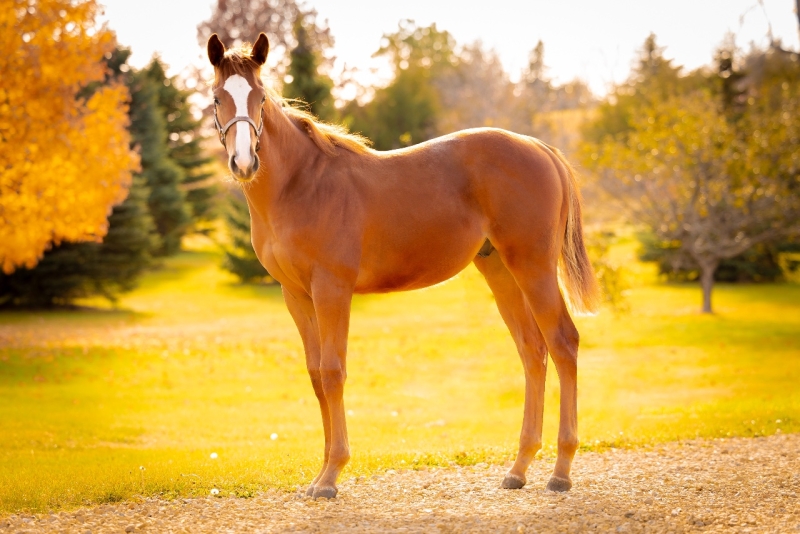 Weanling -  Look Howie Runs