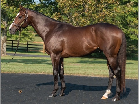 Nashville with breed back