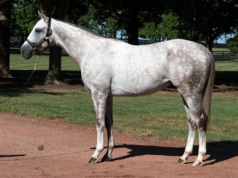 Tapit Trice 