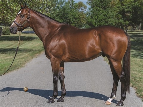 Breeding Rights -  Goldencents