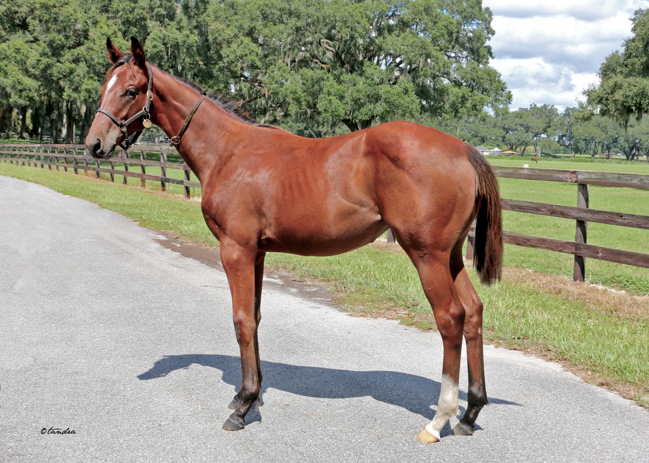 Weanling -  24 Bolt d' Oro Filly