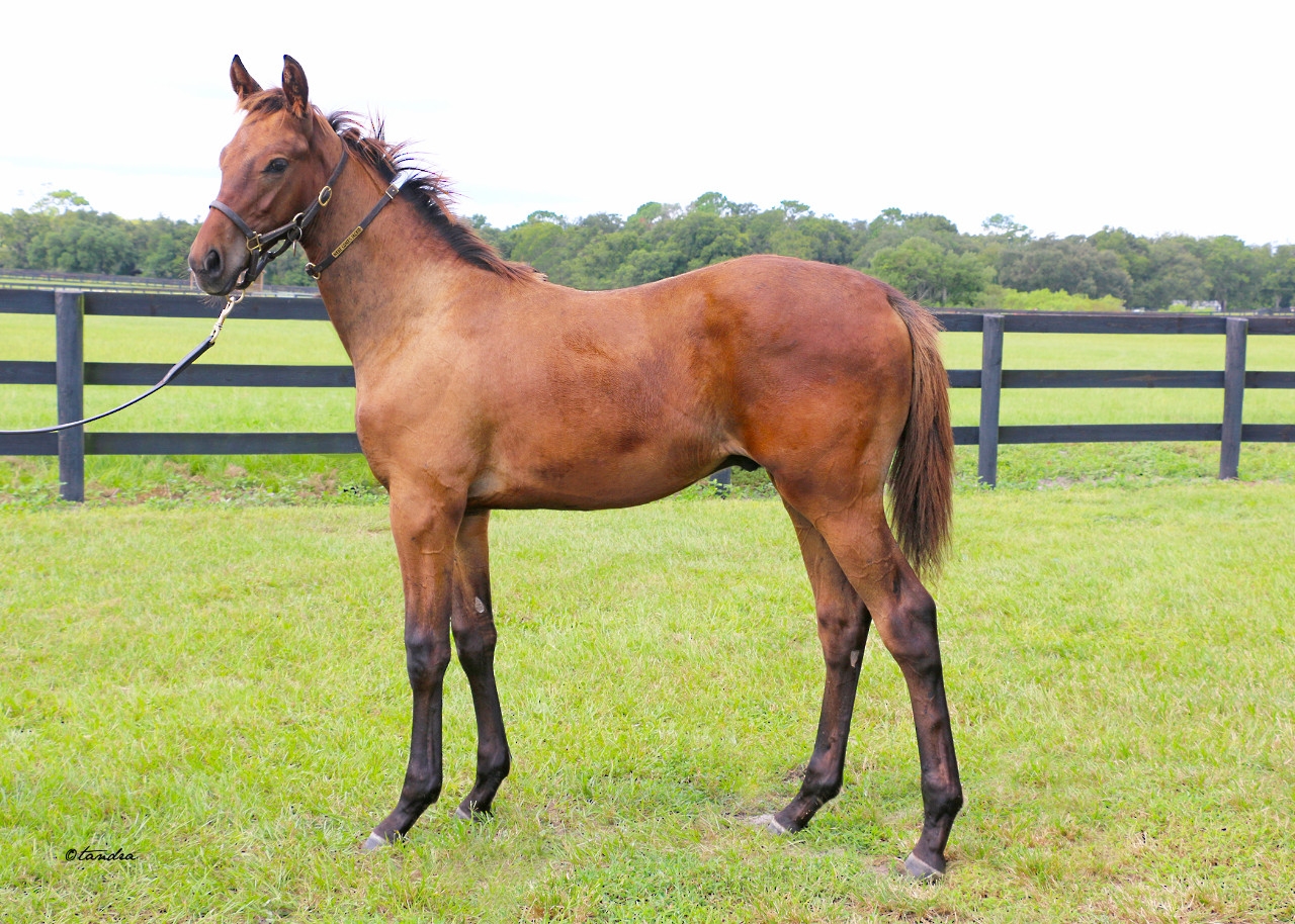 Weanling -  24 Colt by Cyberknife