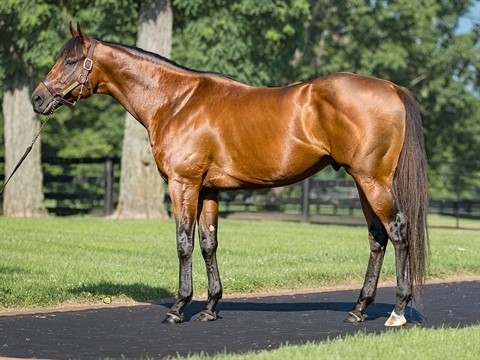 Gun Pilot with breed back