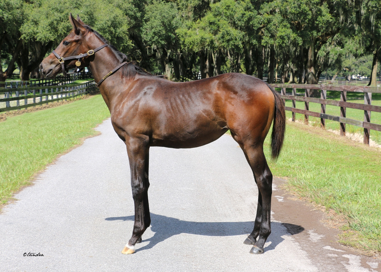 Weanling -  24 Maxfield Filly