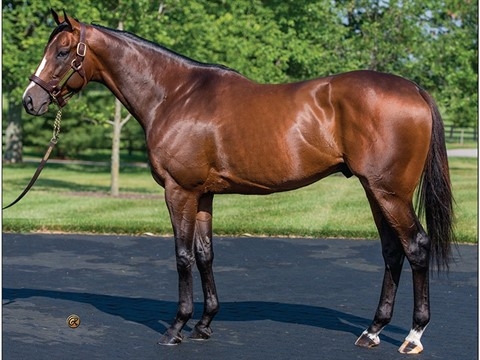 Constitution with 2027 breed back - LIVE