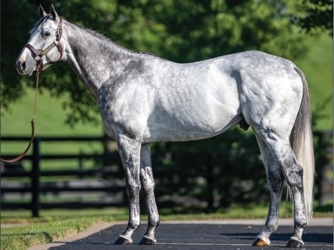 Tacitus with breed back, if mare bred by 4/1/26*. 