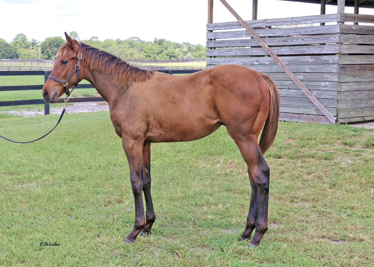 Weanling -  24 Yaupon Colt