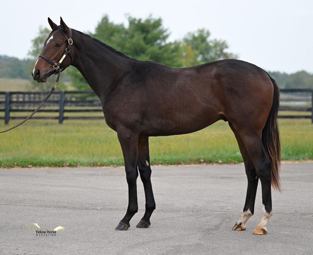 Yearling -  2023 Keening