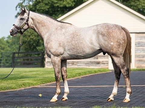 Volatile with breed back