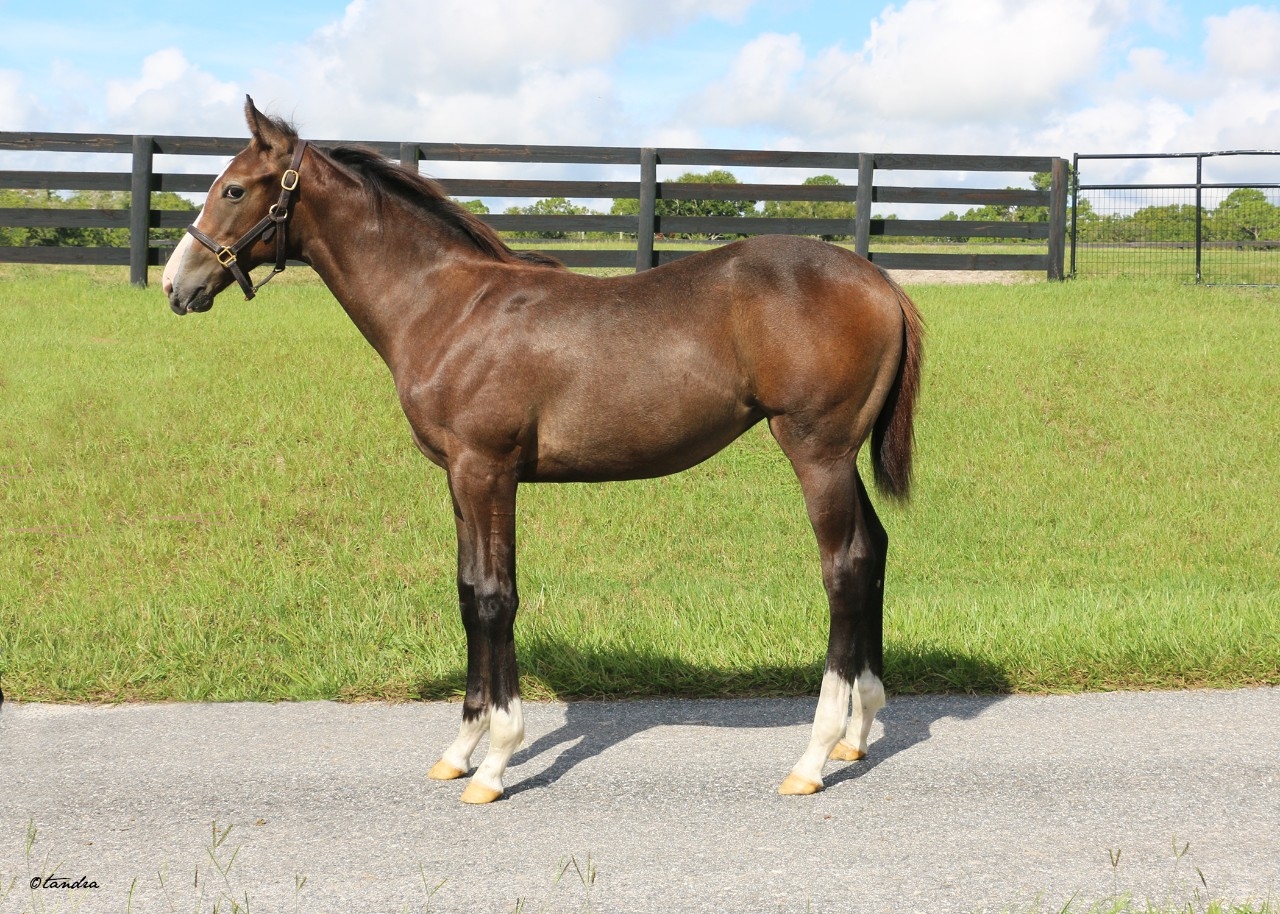 Weanling -  24 Munnings Filly