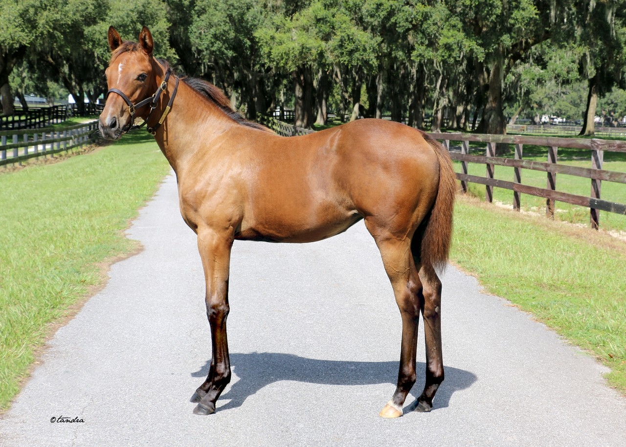 Weanling -  24 Jackie's Warrior Filly