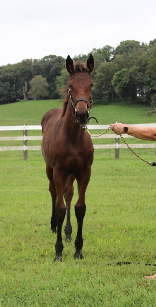 Weanling -  Mo Donegal Filly