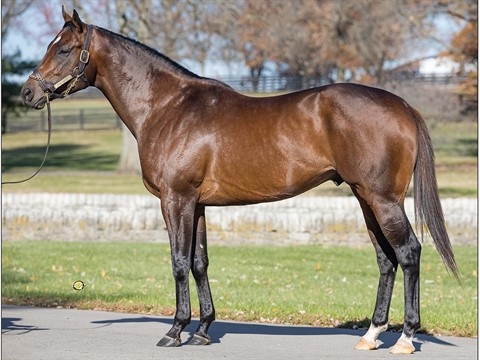 Pinehurst with breed back