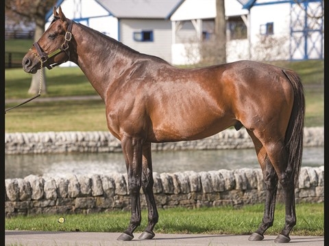 Pappacap with breed back