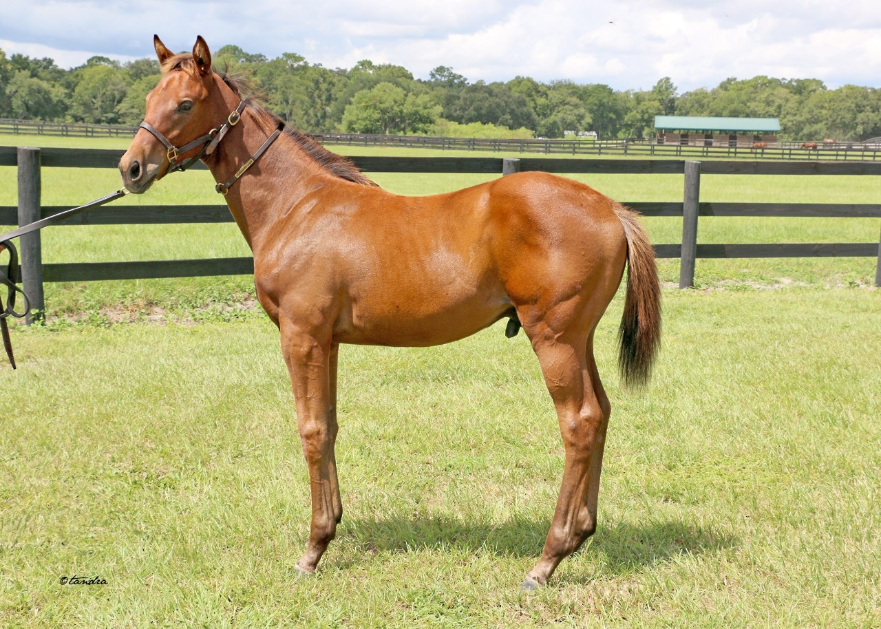 Weanling -  24 Epicenter Colt