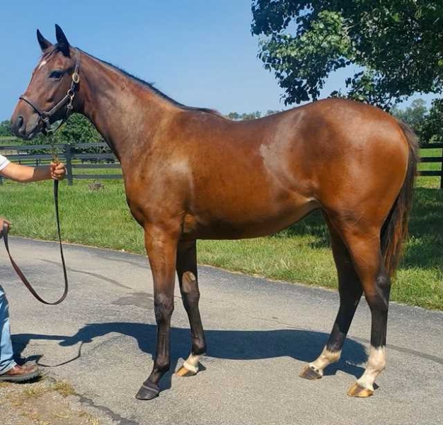 Yearling -  AR bred Mo Town Filly