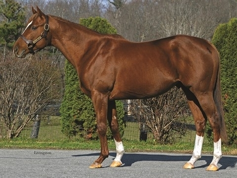 Solomini with breed back